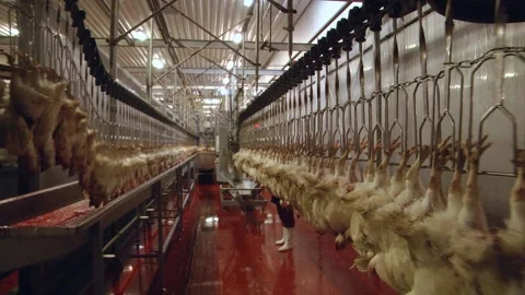 Equipment for poultry processing. the poultry processing in food industry Video stock 122626706
