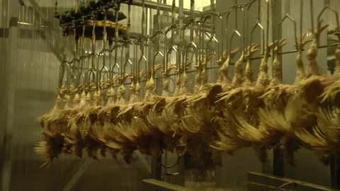 Equipment for poultry processing. the poultry processing in food industry Stock Footage 122626743