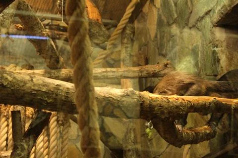 Equipped cage for keeping monkeys Stock Photos