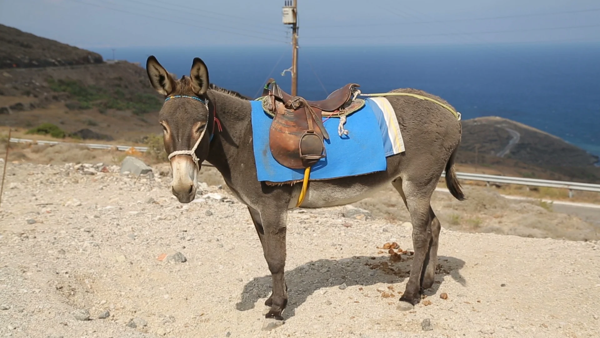 Equipped donkey standing on hill, domest... | Stock Video | Pond5