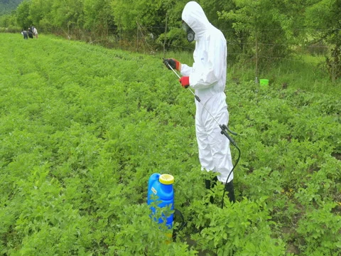 Equipped worker diffusing herbicide on plants in the field using pulverizer Stock Footage 71546053