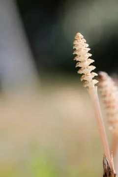Equisetum arvense Stock Photos