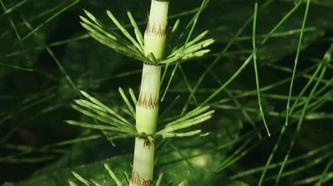 Equisetum maximum Lam - Great Horsetail 04i cu Stock Footage 11908497