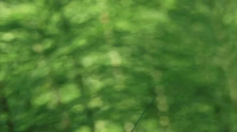 Equisetum maximum Lam - Great Horsetail  02p in/out focus Stock Footage 11908683