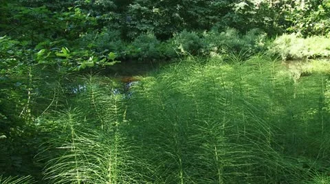 Equisetum maximum Lam - Great Horsetail  01i Stock Footage 11908864