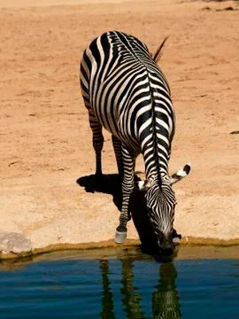 Equus grevyi Foto stock