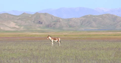 Equus kiang in alpine grasslands Stock Footage 139900111