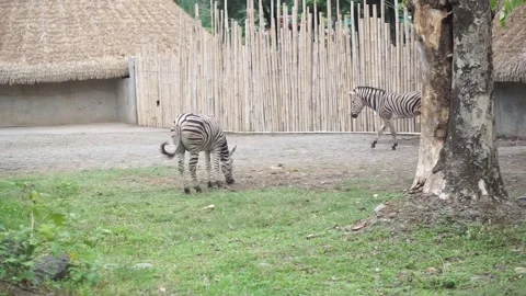 Equus quagga burchellii Video stock 291876862