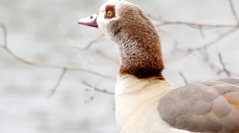 Eqyptian Goose Sequence 스톡 동영상 21897242