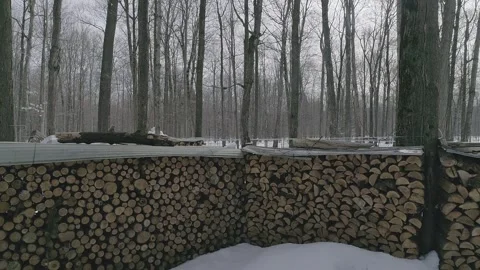 Erabliere Stock Footage 135473418