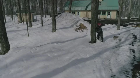 Erabliere Stock Footage 135474174