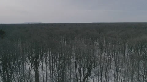 Erabliere Stock Footage 135474178