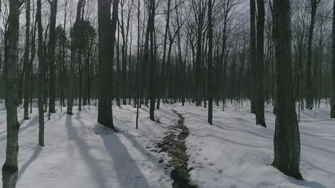 Erabliere Stock Footage 135474558