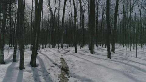 Erabliere Stock Footage 135475162