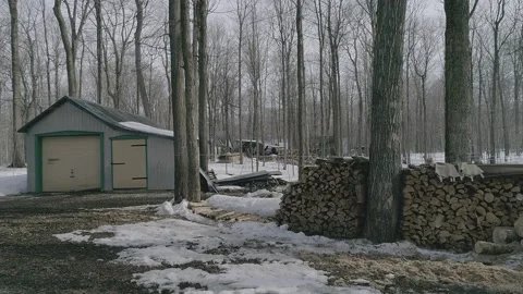 Erabliere Stock Footage 135475164