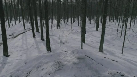 Erabliere Stock Footage 135475333