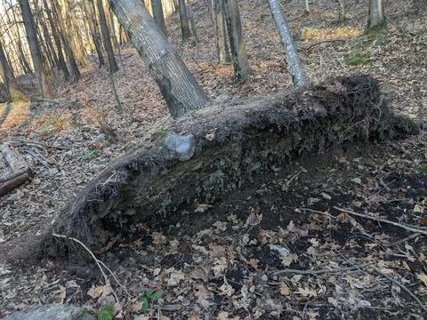 Eradicated tree in a forest Stock Photos