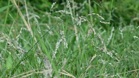 Eragrostis pilosa grass. Vídeos de archivo 316771716