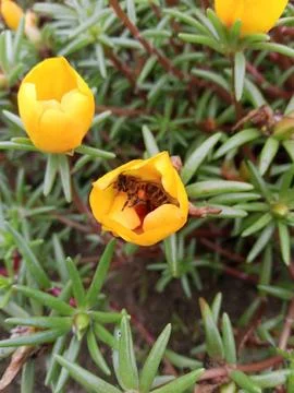 Eranthis Stockfoto's