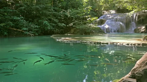 Erawan Waterfall with fish in water Stock Footage 327099192