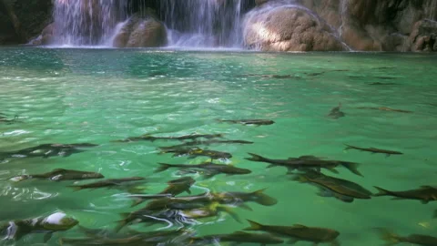 Erawan Waterfall with fish in water Stock Footage 327099882