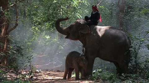 Erawan of wildlife Stock Footage 56841174