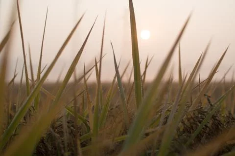 Erba grass wheat Фото