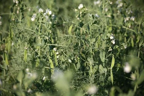 Erbsenfeld Stock Photos