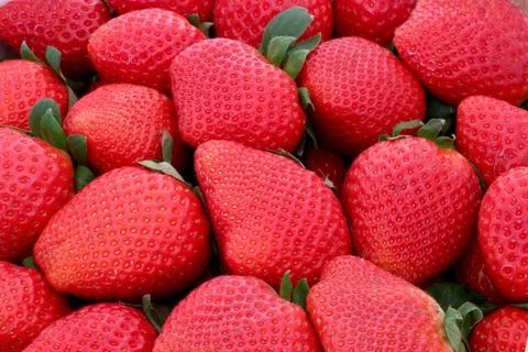 Erdbeeren Viele Erbeeren liegen nebeneinander formatfüllend auf einer flac.. Stock Photos