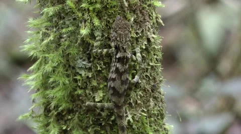 Erdelen's Horned lizard 動画素材 64802068