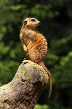 Erdmännchen Foto stock