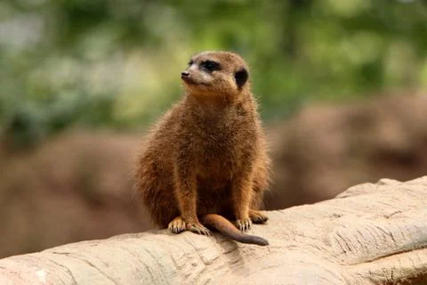 Erdmännchen Stock Photos