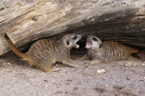 Erdmännchen Foto stock