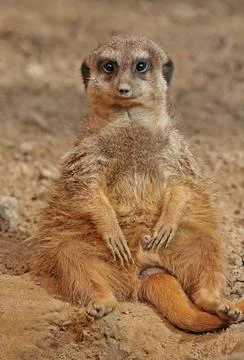  Erdmännchen, sitzend, Surikate Erdmännchen, sitzend; Meerkat, suricate Co. Stock Photos