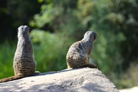 Erdmännchen zwei Erdmännchen auf einem Felsen Copyright: xZoonar.com/Heiko. 스톡 사진