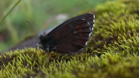 Erebia ligea mountain butterfly, sitting on the Stock Footage 251622553