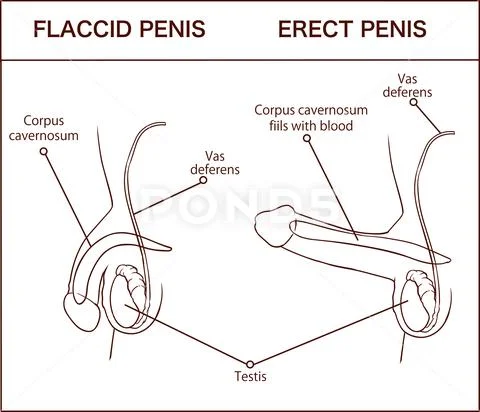 Erection of male sex organ penis medical illustration with man  