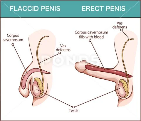 Erection of male sex organ penis medical illustration with man  