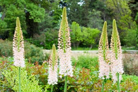 Eremurus bieb Stock Photos