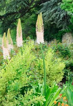 Eremurus bieb Stock Photos