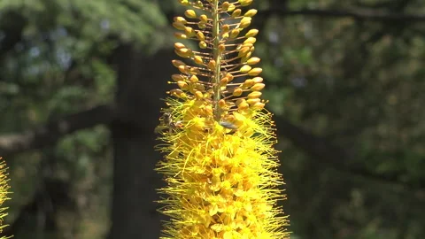Eremurus, or Shiryash yellow, pollinated by bees. Stock Footage 340132554