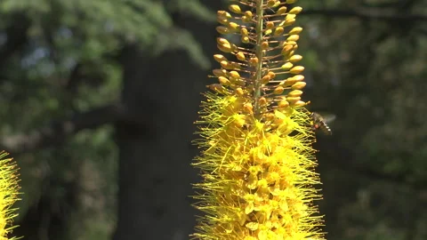 Eremurus, or Shiryash yellow, pollinated by bees. Stock Footage 340133011