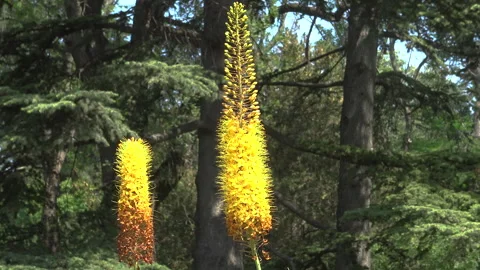 Eremurus, or Shiryash yellow, pollinated by bees. Stock Footage 340133015
