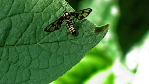 An Eressa Confinis perched on a green leaf Stock Footage 304471224