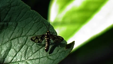 An Eressa Confinis perched on a leaf Stock Footage 304471220