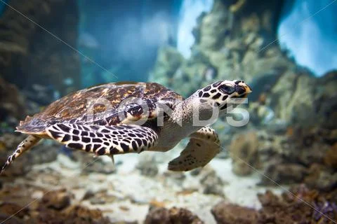 Eretmochelys imbricata Stock Photos