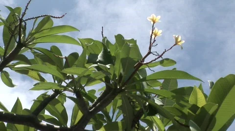 Erewan Museum 스톡 동영상 564503