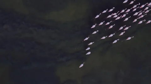 Erial View of a Flock of Pink Flamingos in a Coastal Lagoon Stock Footage 333793250