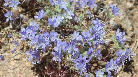 ERIASTRUM SAPPHIRINUM BLOOM Stock Footage 204943749