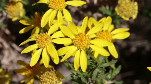 ERICAMERIA LINEARIFOLIA BLOOM Stock Footage 209153443